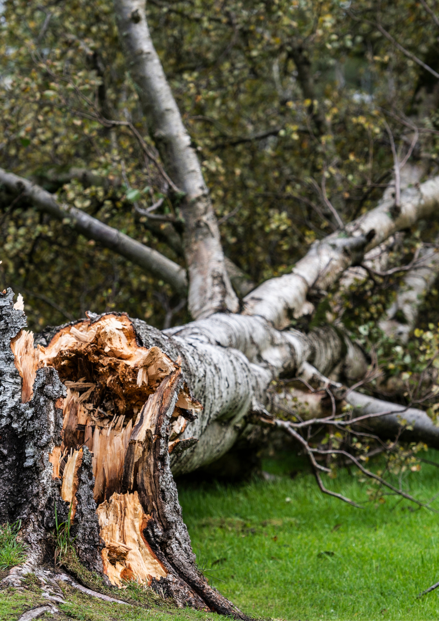 tree storm damage