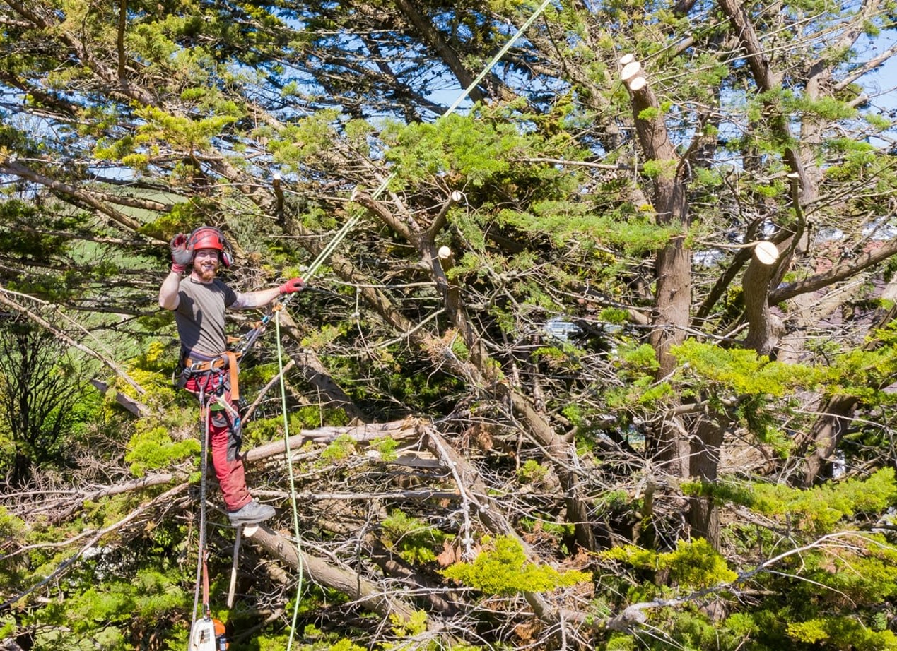man in tree cutting down trees