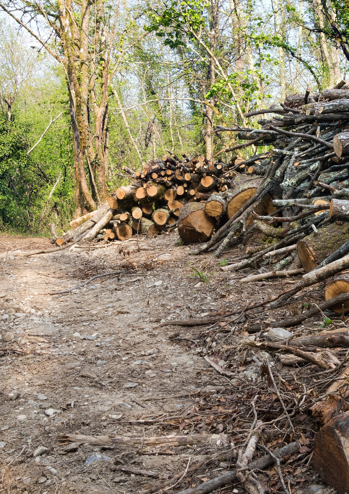 woodland management
