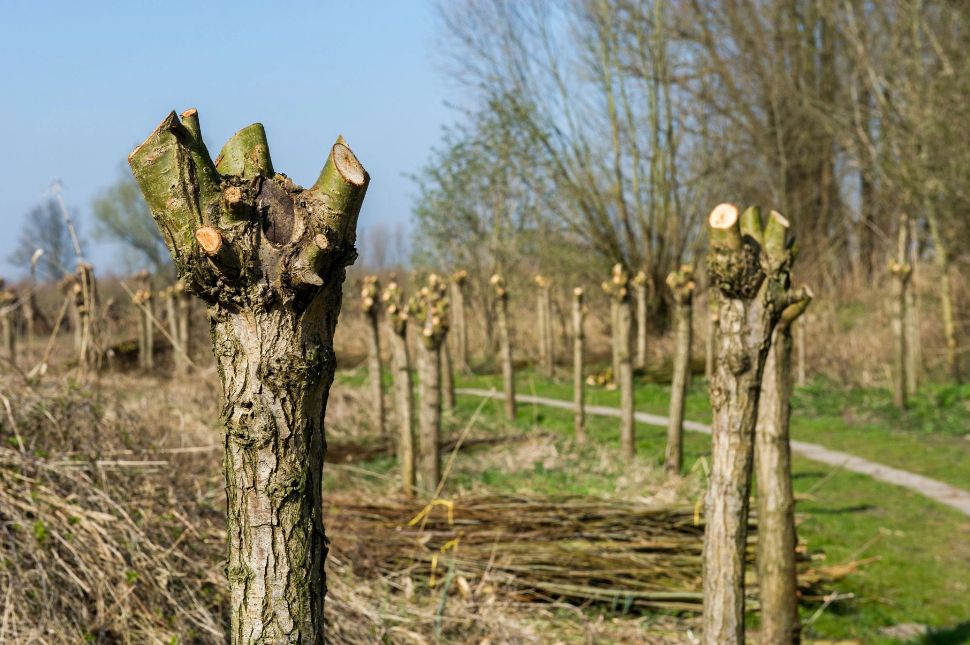 tree pollarding