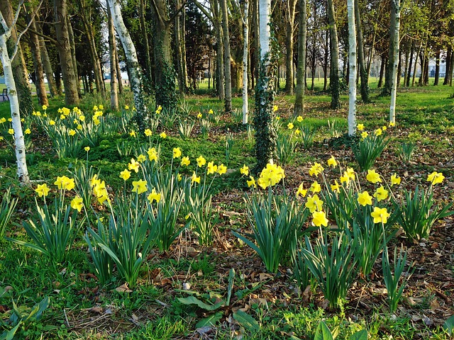 Daffodils and trees