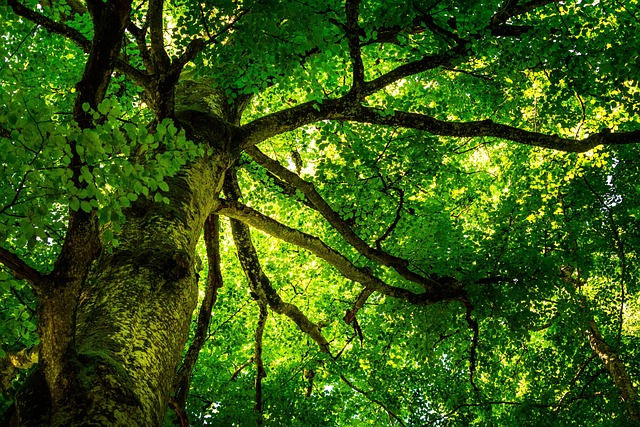 canopy of a beech tree in leaf.