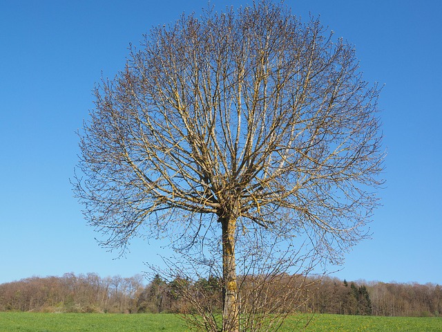 A tree crown with blue sky behind