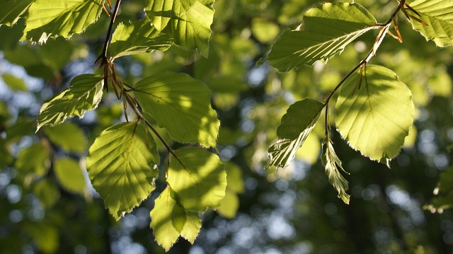 Why Tree Pruning Is Important for Large Trees