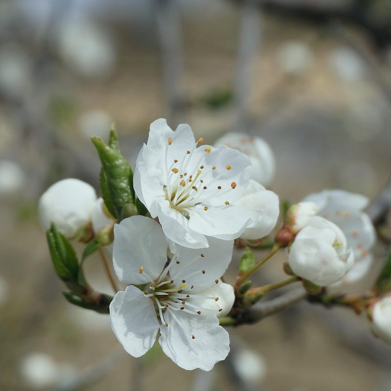 white blossom of a fruit tree
