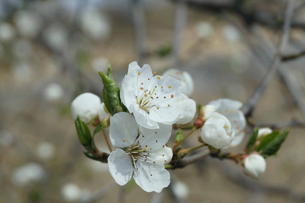 Best Trees for Shade in British Gardens