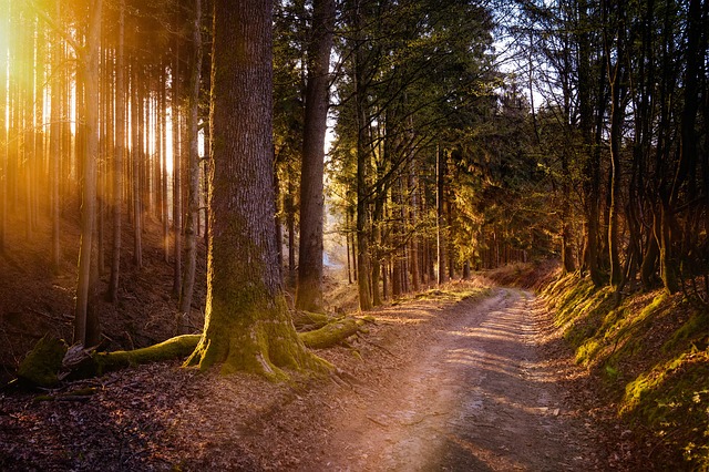 How Heatwaves Affect Trees and What You Can Do to Help