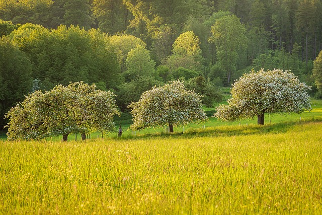 meadow landscape featuring three established fruit trees