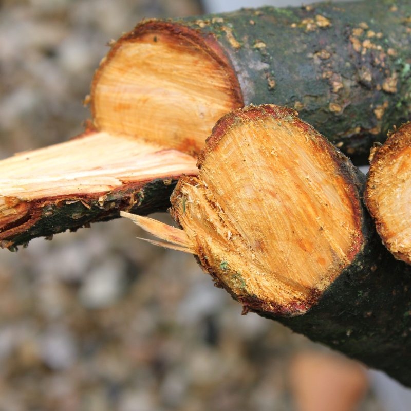 Cut tree branches