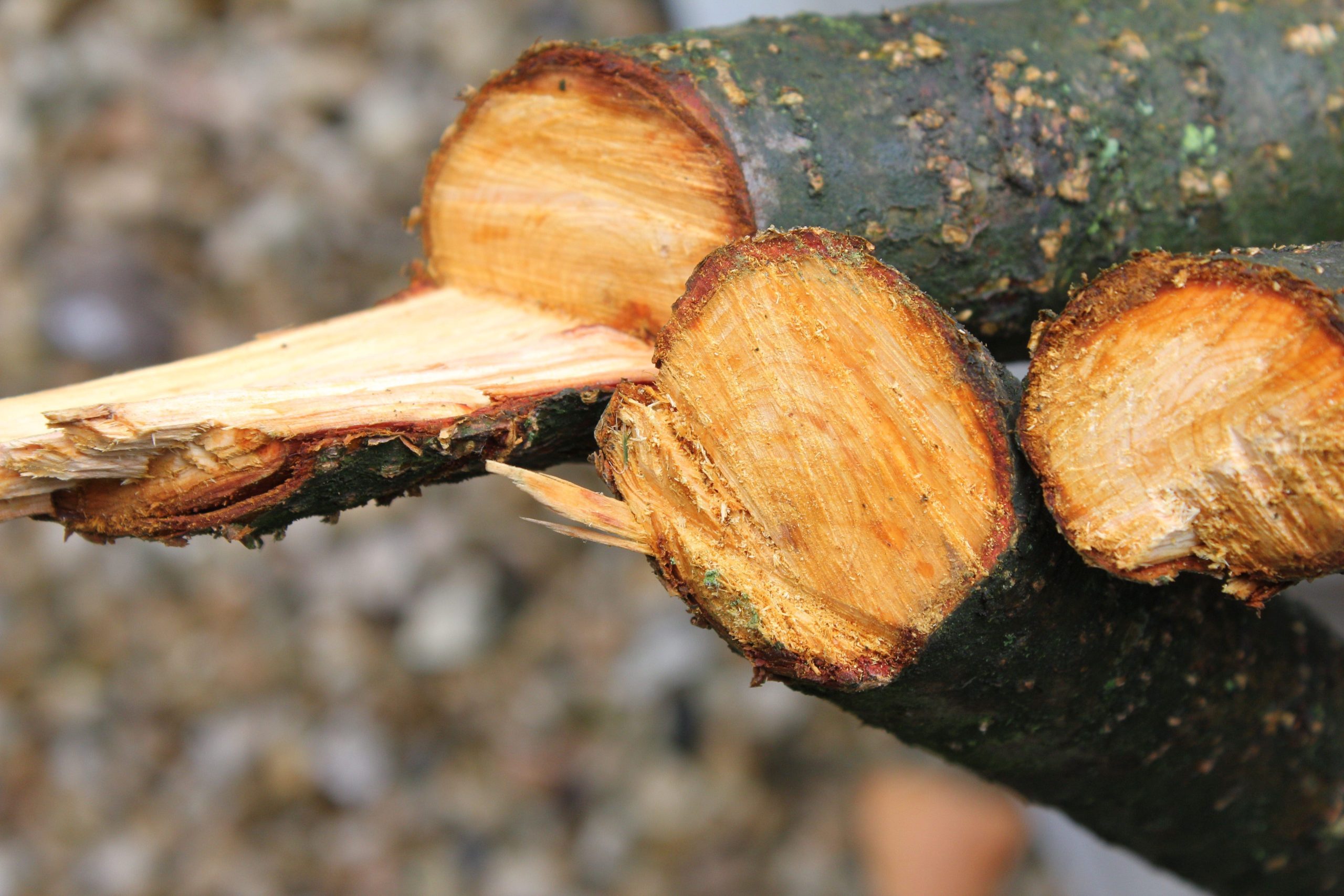 The Benefits of Tree Crown Reduction