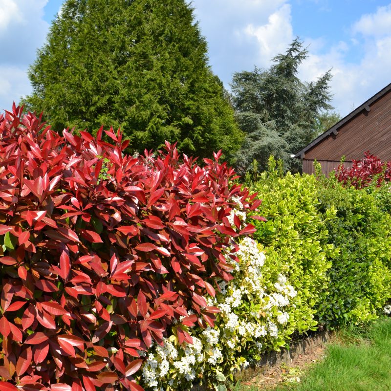 A hedge before being trimmed.