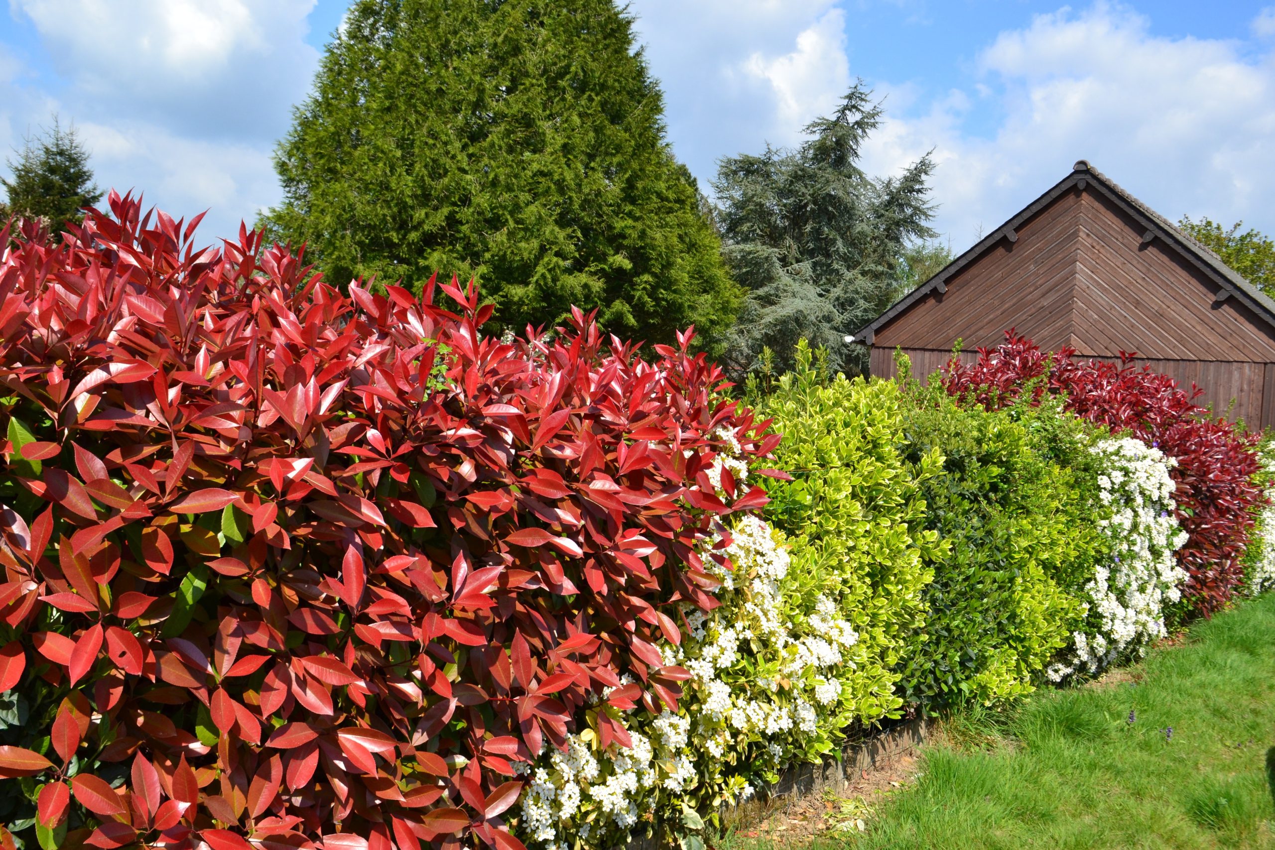 How Often Should Hedges Be Cut?
