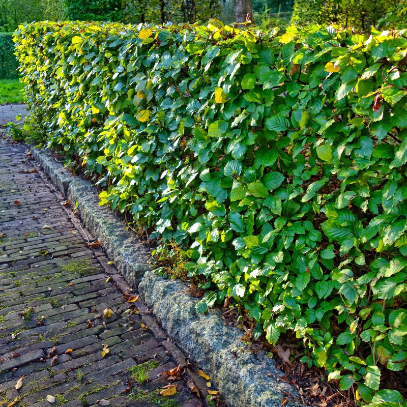 a trimmed beech hedge