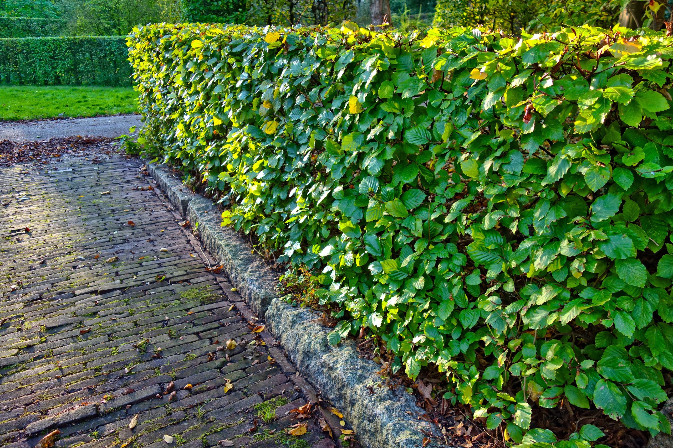 Top Hedge Plants for Privacy