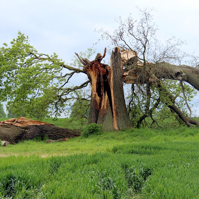storm damaged tree