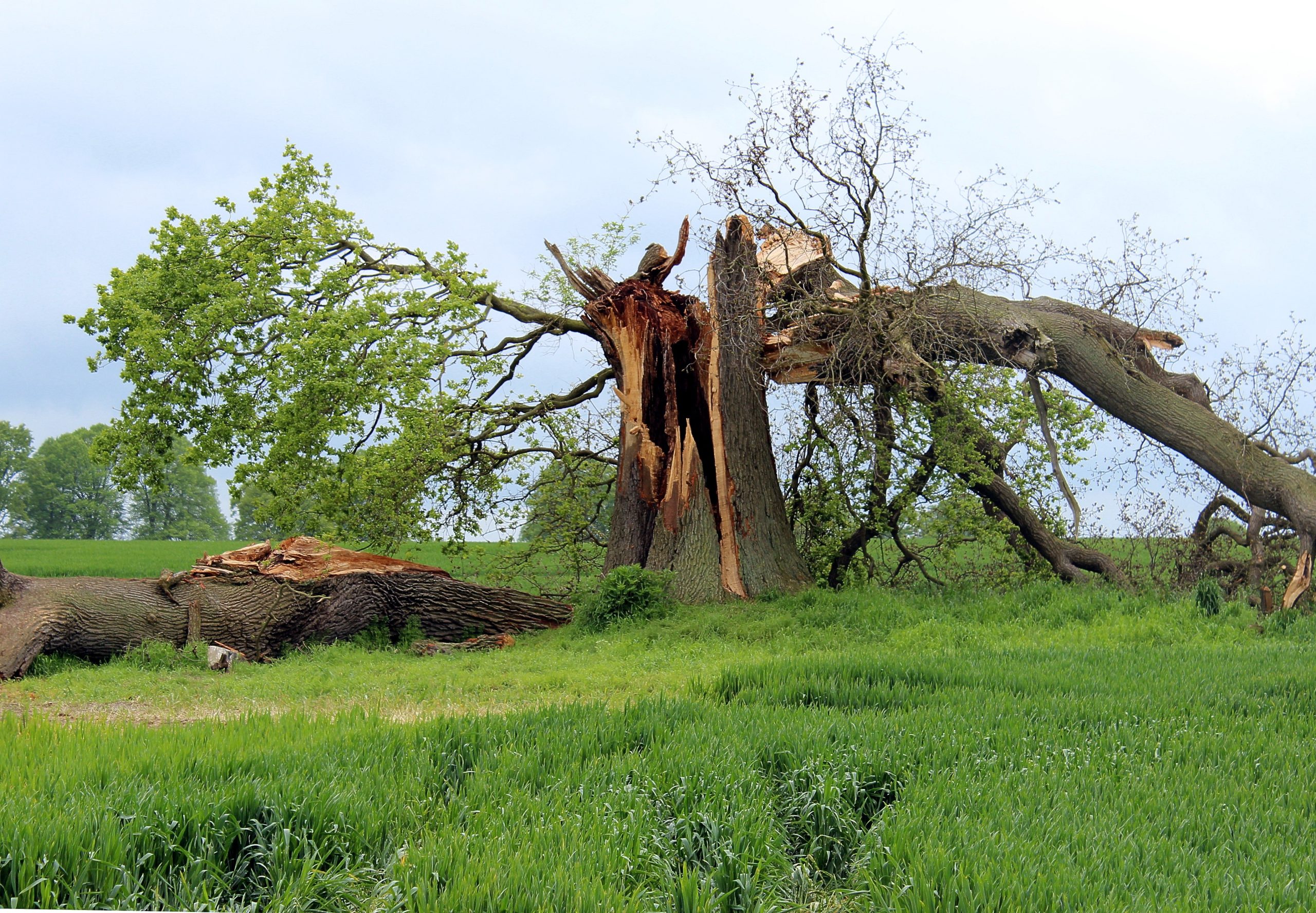 How to Prepare Your Trees for Winter Storms