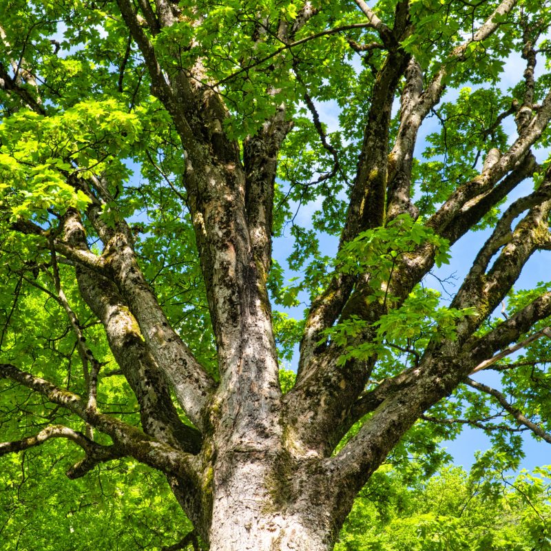 a tree crown in leaf