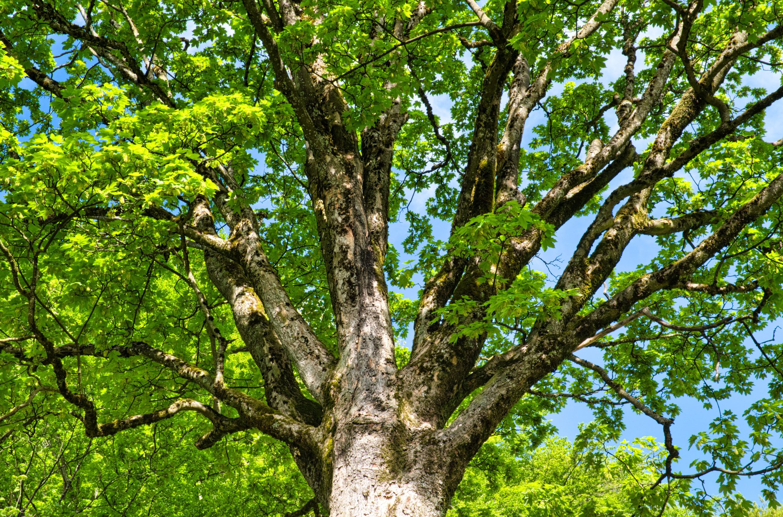 When Does a Tree Need Crown Reduction?