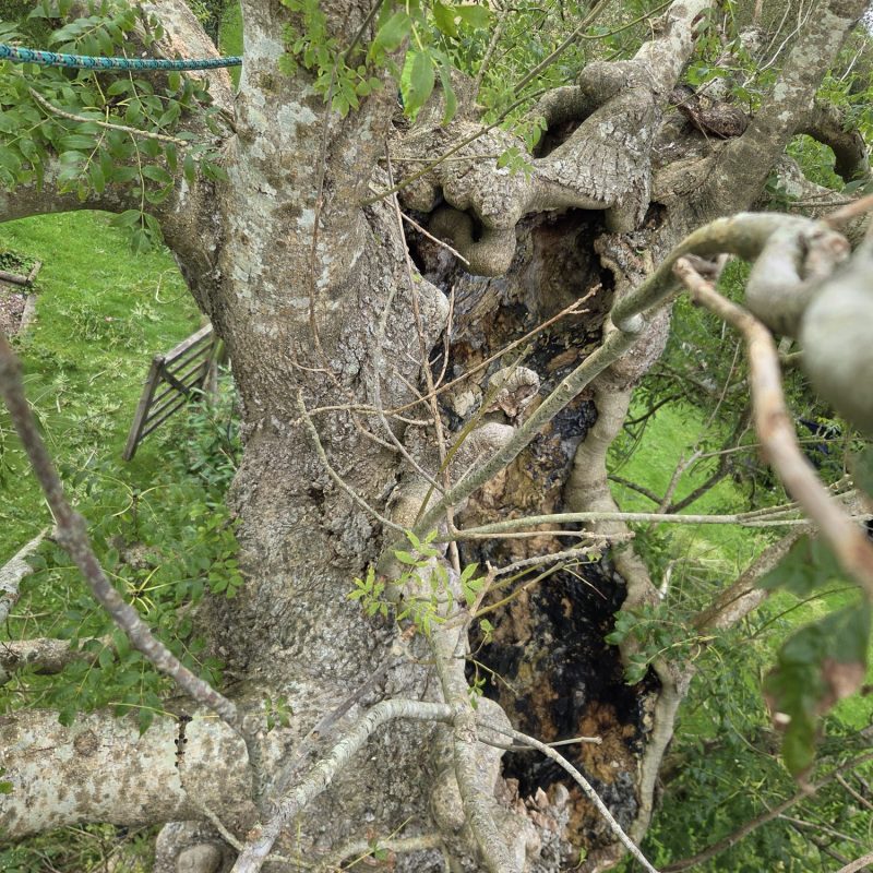 Ash tree with ash die back