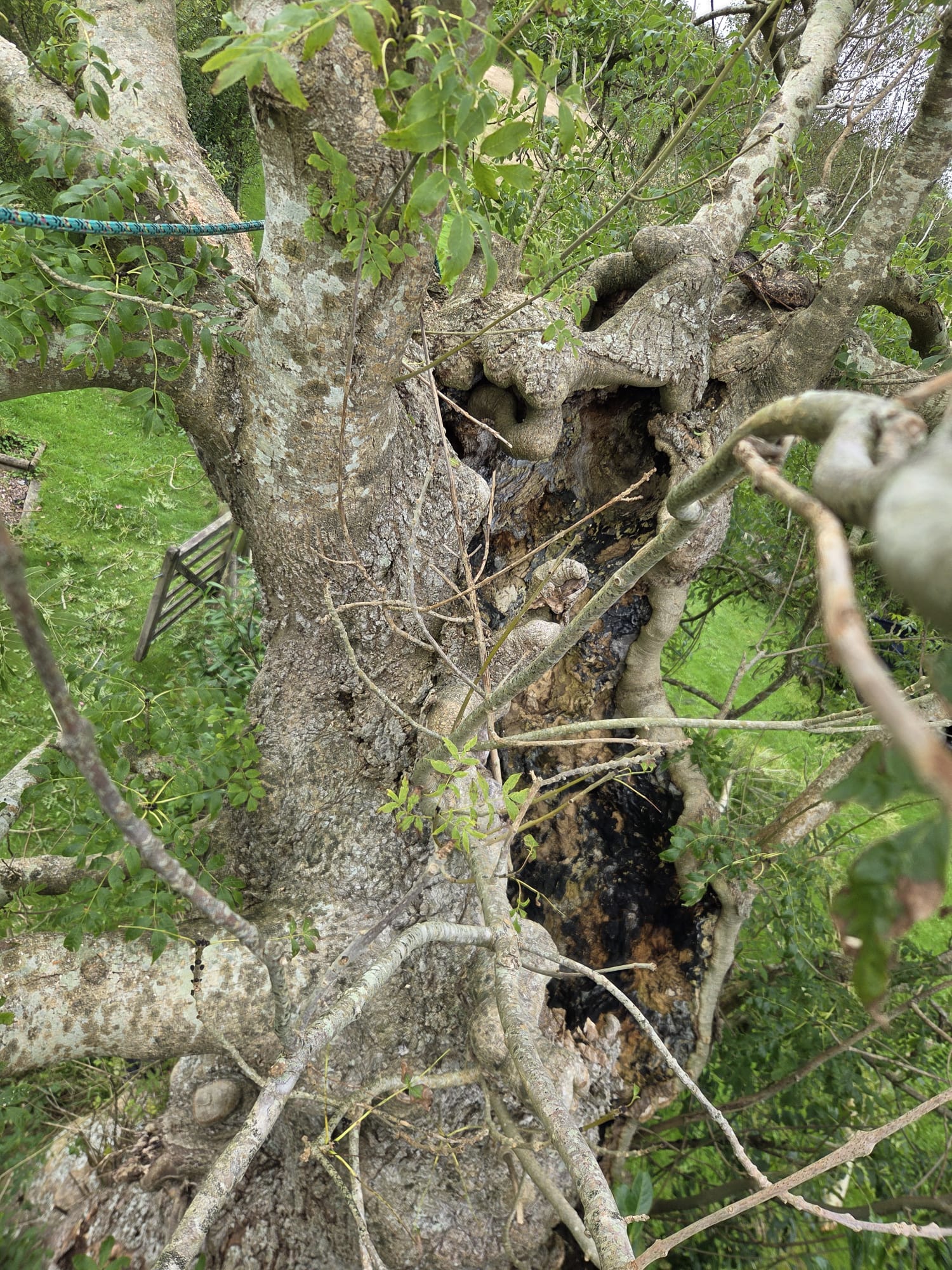 How to Spot Ash Dieback in the UK