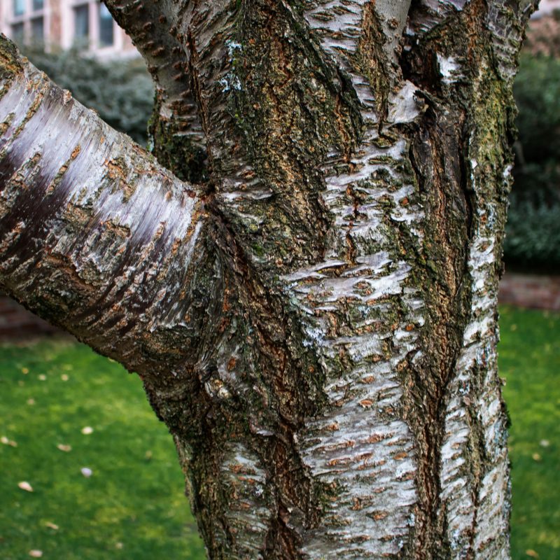 A tree trunk with peeling bark