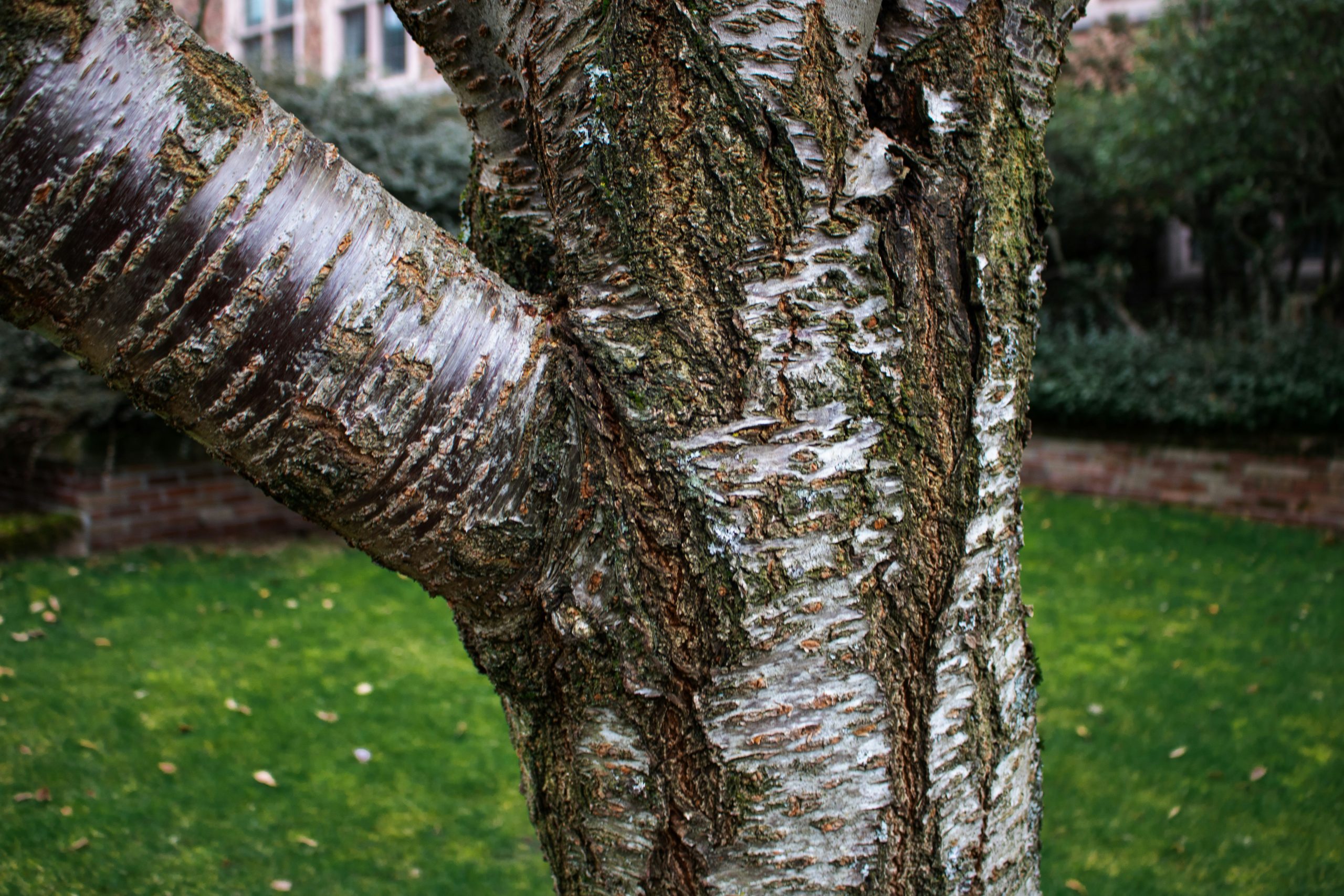 10 Signs a Tree May Be Dangerous
